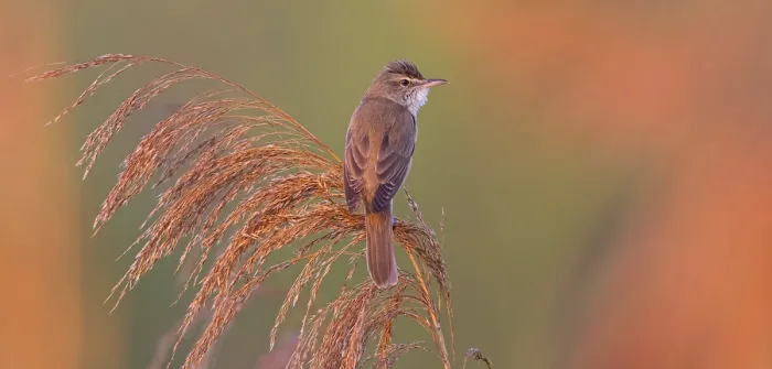 Framed Print : Reed warbler, (Acrocephalus arundinaceus)