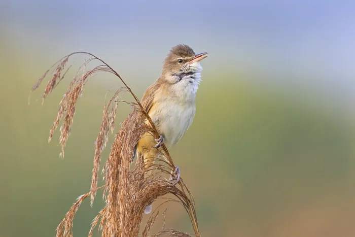 Framed Print : Reed warbler, (Acrocephalus arundinaceus) Framed Print : Reed warbler, (Acrocephalus arundinaceus)