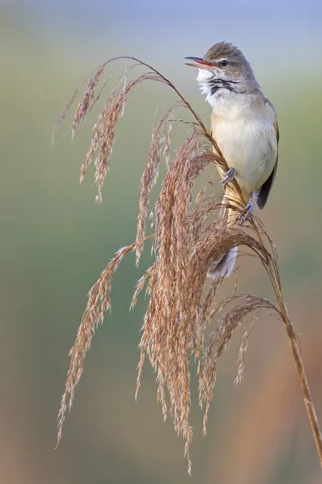 Framed Print : Reed warbler, (Acrocephalus arundinaceus) Framed Print : Reed warbler, (Acrocephalus arundinaceus)