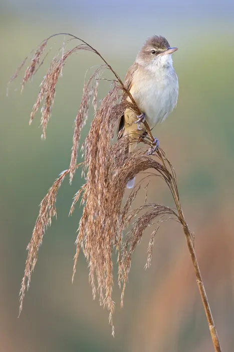 Framed Print : Reed warbler, (Acrocephalus arundinaceus)