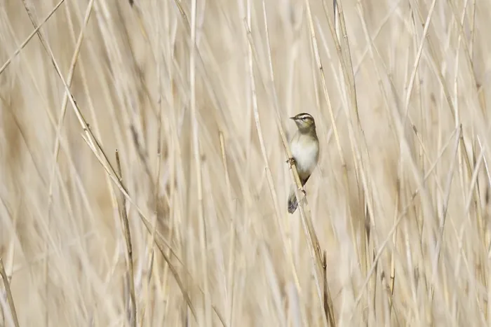 Framed Print : Reed Warbler (Acrocephalus schoenobaenus) Framed Print : Reed Warbler (Acrocephalus schoenobaenus)