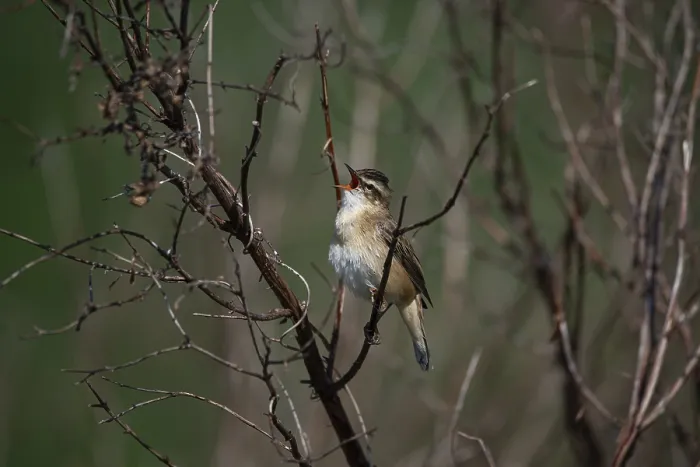 Framed Print : Reed warbler (Acrocephalus schoenobaenus)