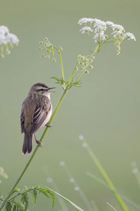 Framed Print : Reed Warbler, Acrocephalus schoenobaenus