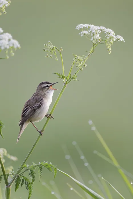 Framed Print : Reed Warbler, Acrocephalus schoenobaenus Framed Print : Reed Warbler, Acrocephalus schoenobaenus