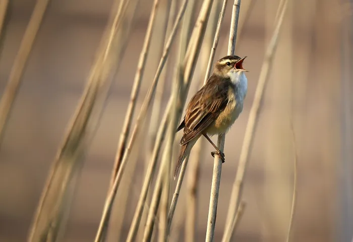 Framed Print : Reed warbler, (Acrocephalus schoenobaenus) singing in reeds