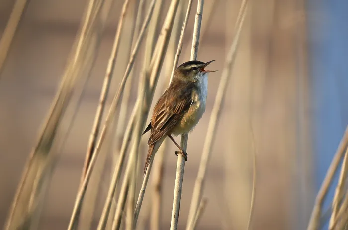 Framed Print : Reed warbler, (Acrocephalus schoenobaenus) singing in reeds Framed Print : Reed warbler, (Acrocephalus schoenobaenus) singing in reeds