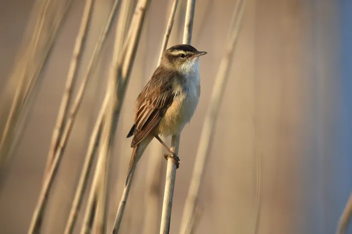 Framed Print : Reed warbler, (Acrocephalus schoenobaenus) singing in reeds
