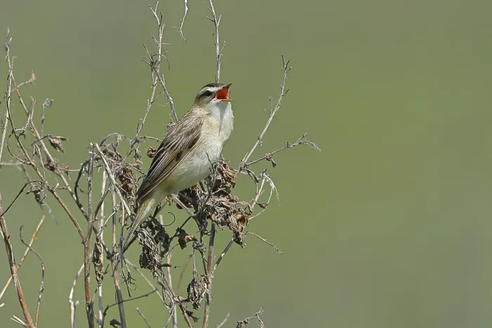 Framed Print : Reed Warbler (Acrocephalus schoenobaenus) singing in a shrub Framed Print : Reed Warbler (Acrocephalus schoenobaenus) singing in a shrub