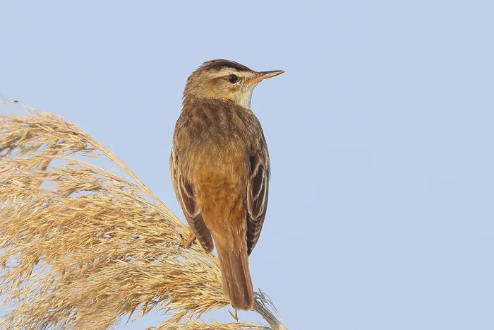 Framed Print : Reed Warbler (Acrocephalus schoenobaenus) sitting on a reed