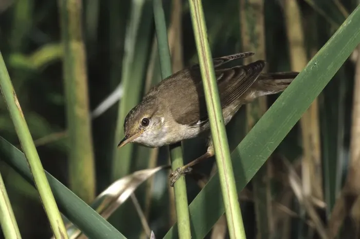 Framed Print : Reed warbler (Acrocephalus scirpaceus)