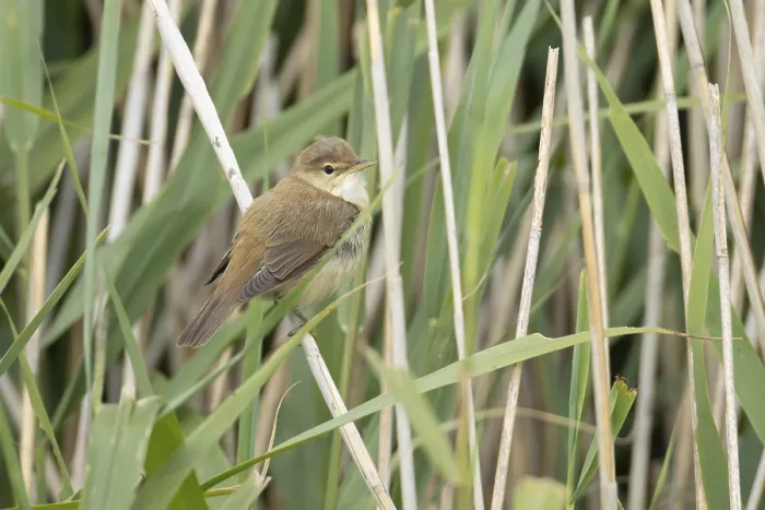 Framed Print : Reed warbler (Acrocephalus scirpaceus) adult bird in a reedbed in summer Framed Print : Reed warbler (Acrocephalus scirpaceus) adult bird in a reedbed in summer