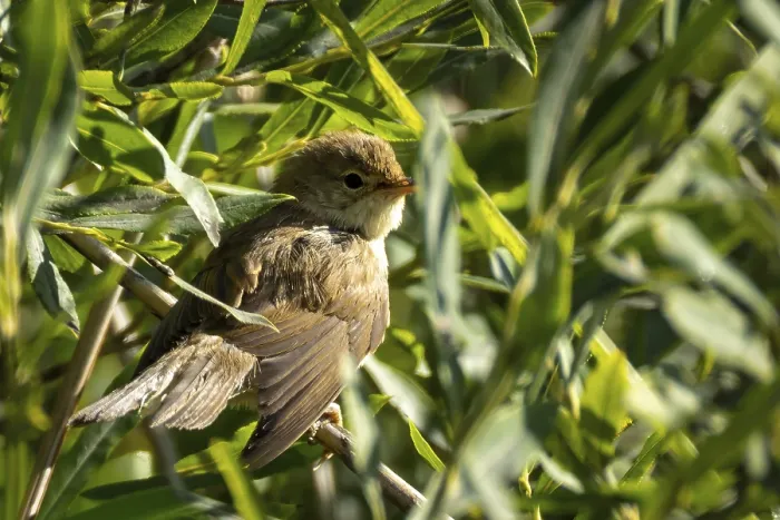 Framed Print : Reed warbler (Acrocephalus scirpaceus) is in a green bush