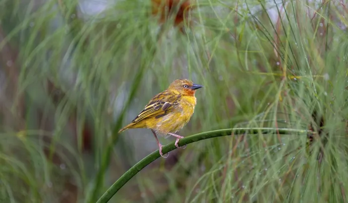 Framed Print : Reed weaver (Ploceus castanops)
