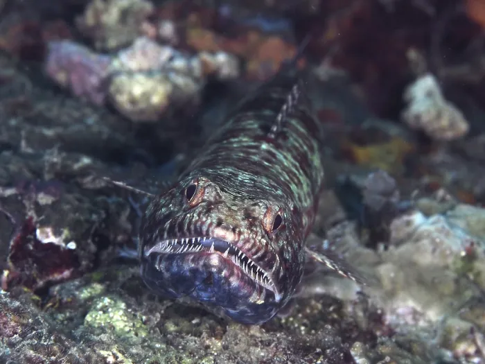 Framed Print : A reef lizardfish (Synodus variegatus) with sharp teeth Framed Print : A reef lizardfish (Synodus variegatus) with sharp teeth
