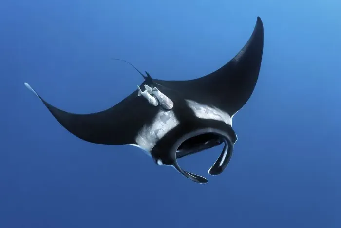 Framed Print : Reef manta ray (Manta alfredi)