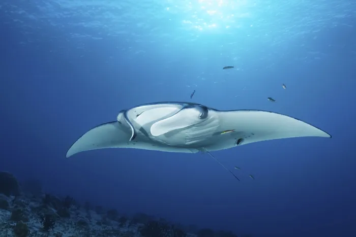 Framed Print : Reef manta ray (Manta alfredi) from front Framed Print : Reef manta ray (Manta alfredi) from front