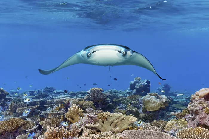 Framed Print : Reef manta ray (Mobula alfredi) from the front
