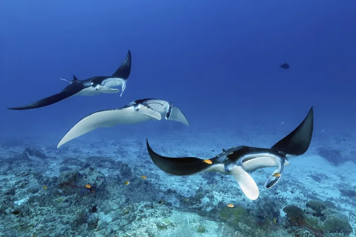 Framed Print : Three reef manta rays (Mobula alfredi) Framed Print : Three reef manta rays (Mobula alfredi)