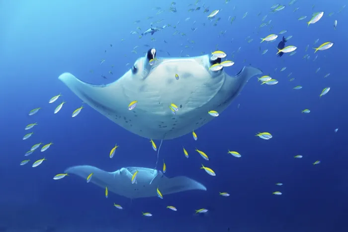 Framed Print : Two reef manta rays (Mobula alfredi) stingrays or whiptail rays (Dasyatidae)