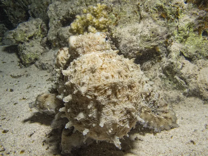 Framed Print : Reef Octopus (Octopus cyaneus)