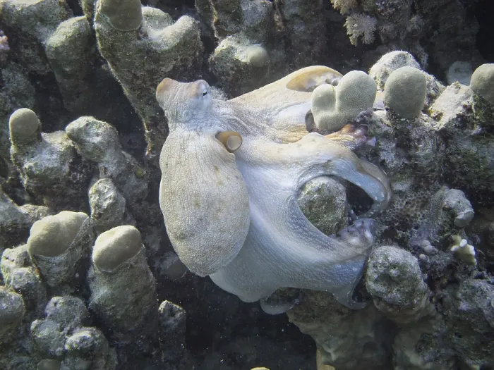 Framed Print : Reef Octopus (Octopus cyaneus) Framed Print : Reef Octopus (Octopus cyaneus)
