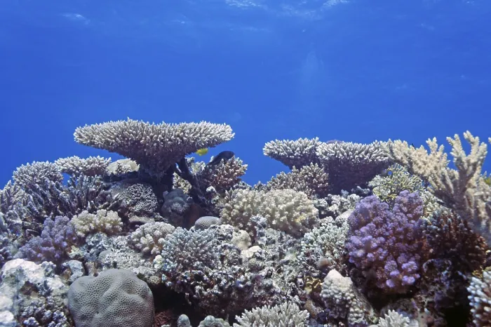 Framed Print : Reef scene with numerous hard corals Framed Print : Reef scene with numerous hard corals