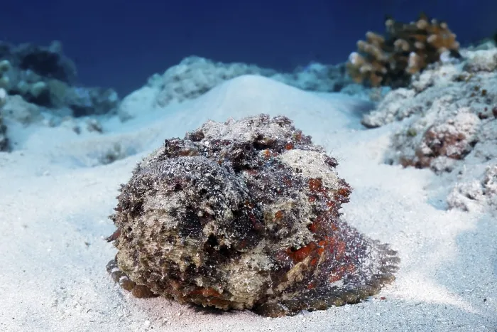Framed Print : Reef stonefish (Synanceia verrucosa)