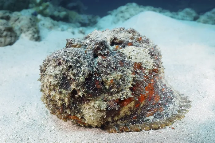 Framed Print : Reef stonefish (Synanceia verrucosa)