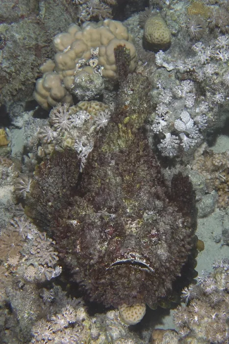 Framed Print : Reef stonefish (Synanceia verrucosa) Framed Print : Reef stonefish (Synanceia verrucosa)