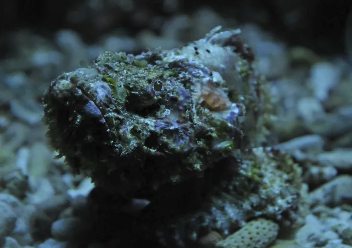 Framed Print : Reef stonefish (Synanceia verrucosa) Framed Print : Reef stonefish (Synanceia verrucosa)