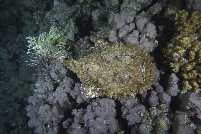 Framed Print : Reef stonefish (Synanceia verrucosa)