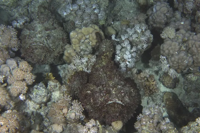 Framed Print : Reef stonefish (Synanceia verrucosa)