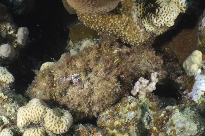 Framed Print : Reef stonefish (Synanceia verrucosa)