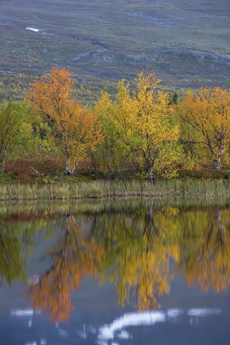 Framed Print : Reflection of autumnal dwarf birch (Betula nana)