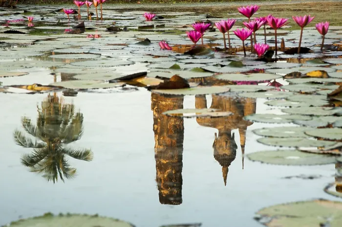 Framed Print : Reflection of a Buddha statue in a pond with Red Water Lilies (Nymphaea rubra)