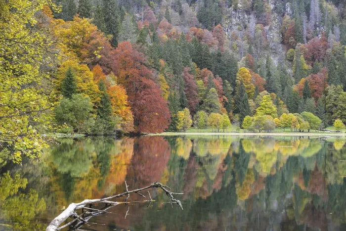 Framed Print : Reflection of colourful autumn trees in a calm lake