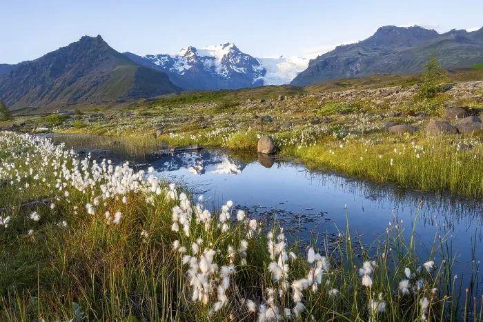 Framed Print : Reflection in a river with cotton grass Framed Print : Reflection in a river with cotton grass