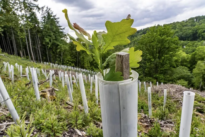 Framed Print : Reforestation in the forest above the Aggertalsperre