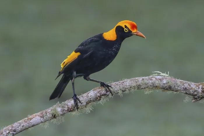Framed Print : Regent Bowerbird (Sericulus chrysocephalus) male