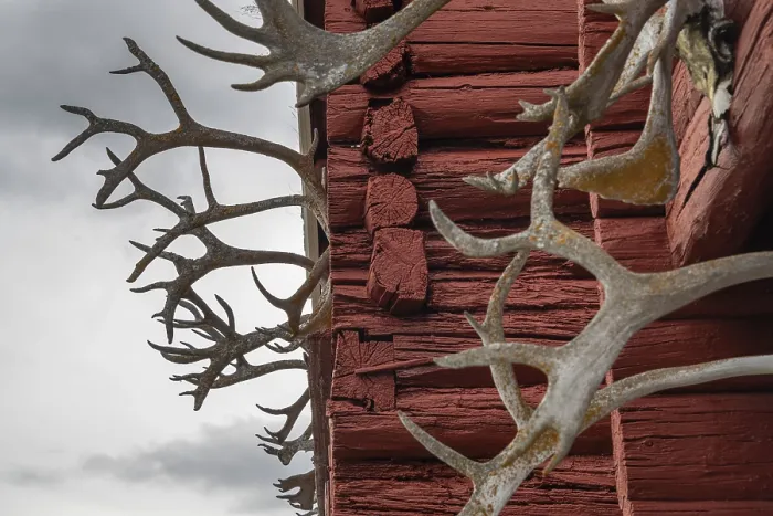 Framed Print : Reindeer antlers overgrown with lichen at Stabbur or high reservoir