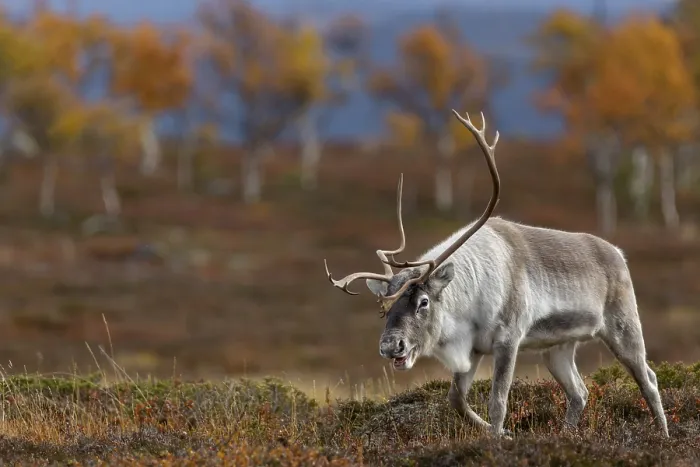 Framed Print : A reindeer bull (Rangifer tarandus) against the breathtaking backdrop of the autumn tundra
