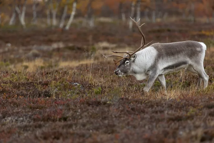 Framed Print : The reindeer bull (Rangifer tarandus) follows his herd with bowed head