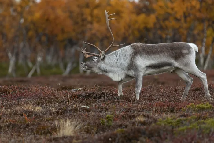 Framed Print : The reindeer bull (Rangifer tarandus) follows his herd roaring