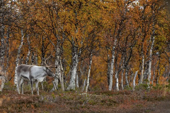 Framed Print : Reindeer bull (Rangifer tarandus) in rut in autumn ambience Framed Print : Reindeer bull (Rangifer tarandus) in rut in autumn ambience