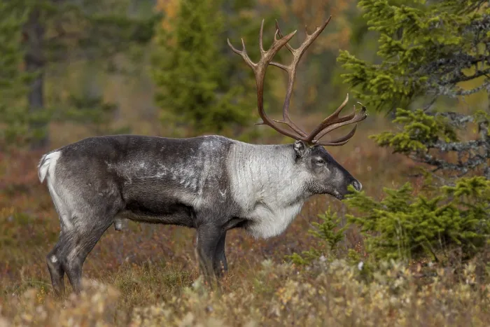 Framed Print : A reindeer bull (Rangifer tarandus) stands relaxed in the taiga