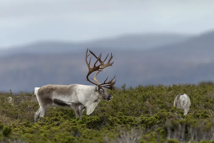 Framed Print : A reindeer bull (Rangifer tarandus) watches over his small herd Framed Print : A reindeer bull (Rangifer tarandus) watches over his small herd