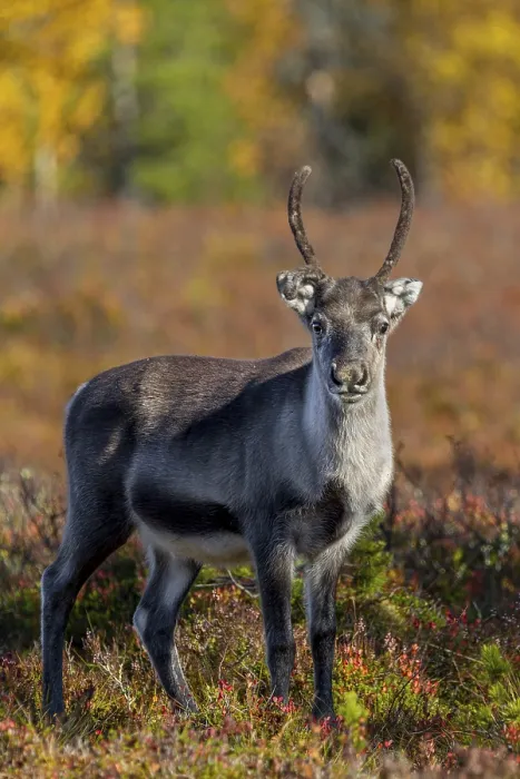 Framed Print : A reindeer calf (Rangifer tarandus) watches me attentively Framed Print : A reindeer calf (Rangifer tarandus) watches me attentively