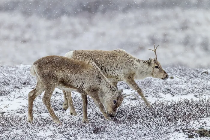 Framed Print : Two reindeer calves (Rangifer tarandus) walking across the snowy tundra