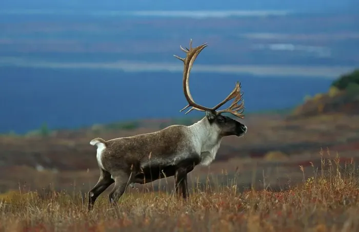 Framed Print : Reindeer, Caribou (Rangifer tarandus)