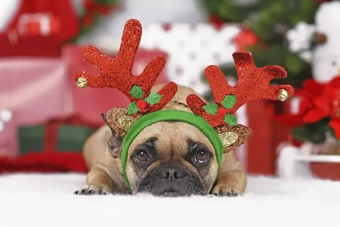 Framed Print : Reindeer Christmas costume dog